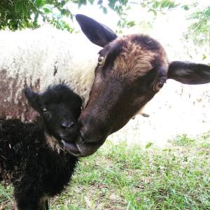 16649539_1288228534593082_3000450063347625713_n