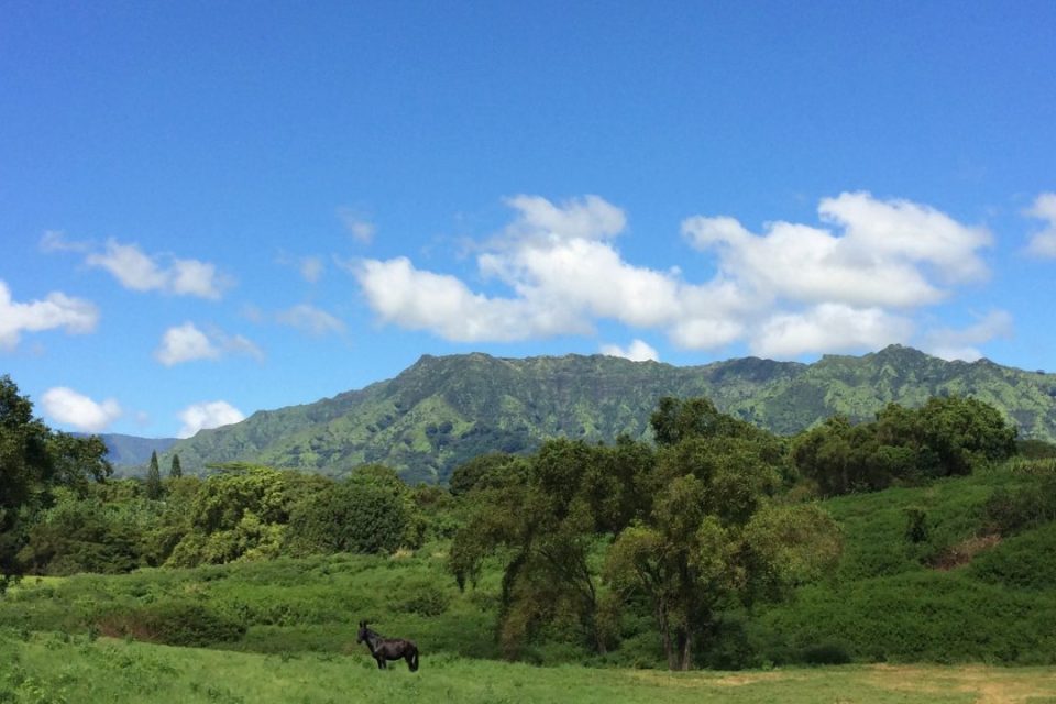 Lanipo Farm photo 13