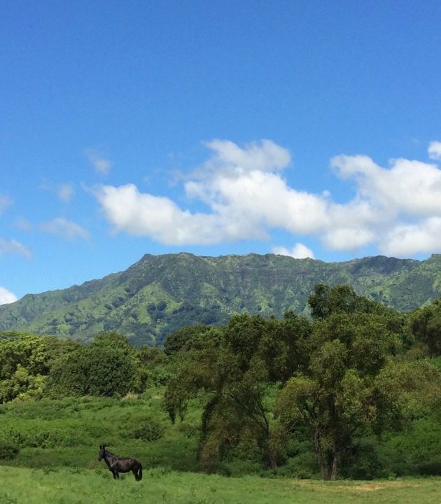 Lanipo Farm photo 14