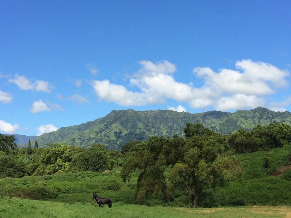 Lanipo Farm photo 12