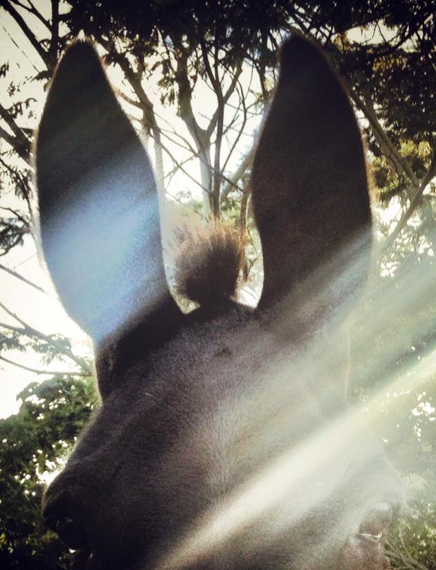 Lanipo Farm photo 15